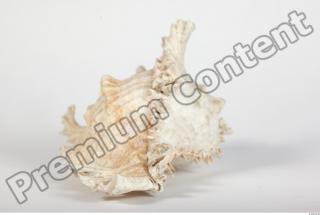 Seashell 0006